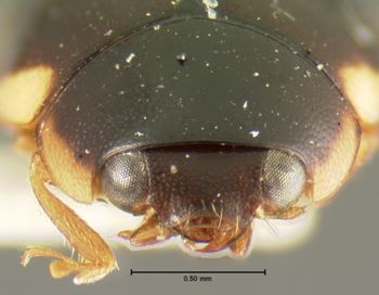 Media type: image;   Entomology 6717 Aspect: head frontal view
